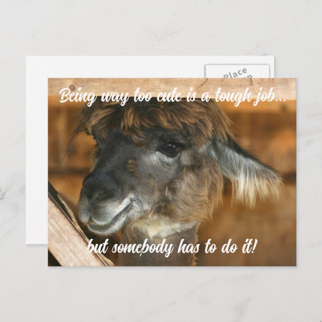 Cartão Postal Cute Llama Farm Animal Humorous  (Frente/Verso)