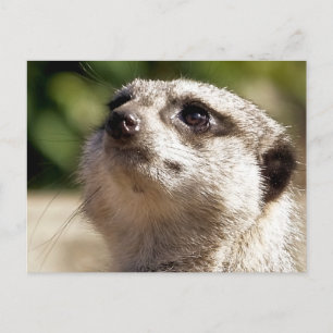 CARTÃO POSTAL CUTE MEERKAT