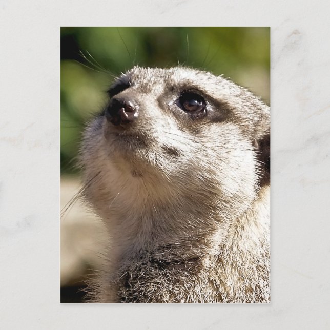 CARTÃO POSTAL CUTE MEERKAT (Frente)
