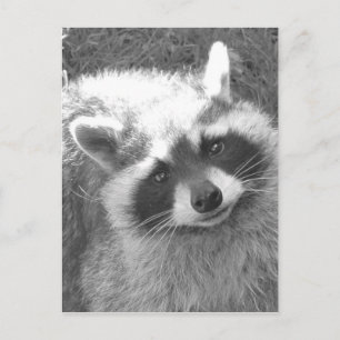 Cartão Postal Cute Raccoon