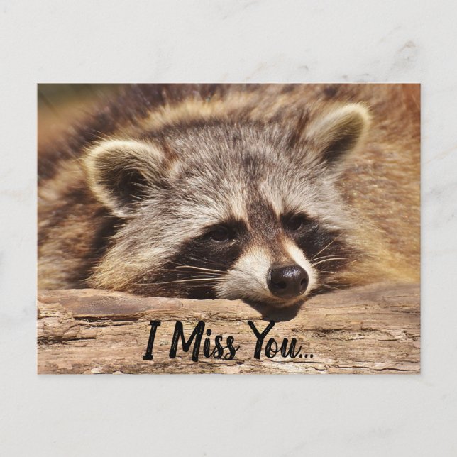 Cartão Postal Cute Raccoon (Frente)