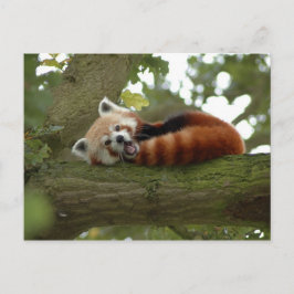 Cartão Postal Cute Red Panda Bear Natureza Destino