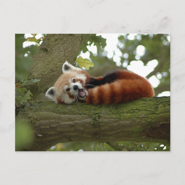 Cartão Postal Cute Red Panda Bear Natureza Destino (Frente)