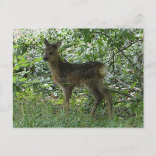 Cartão Postal Cute Roe Deer no Cartão-Postal Forrest DY