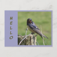 Cute-Watching-Barn Swallow Cust. Cartão-postal HEL