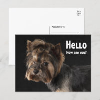 Cute Yorkie Puppy Dog Love Yorkshire Terrier Hello