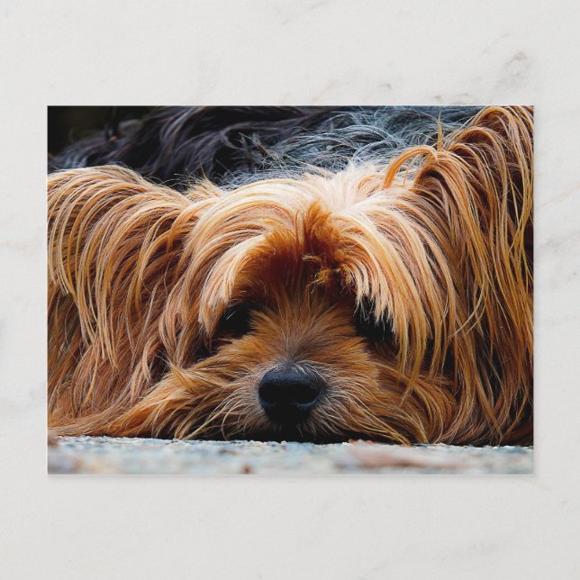 Cartão Postal Cute Yorkshire Terrier Dog (Frente)