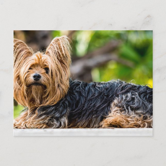Cartão Postal Cute Yorkshire Terrier Dog no jardim (Frente)