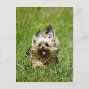 Cartão Postal Cute Yorkshire Terrier passando por Grass