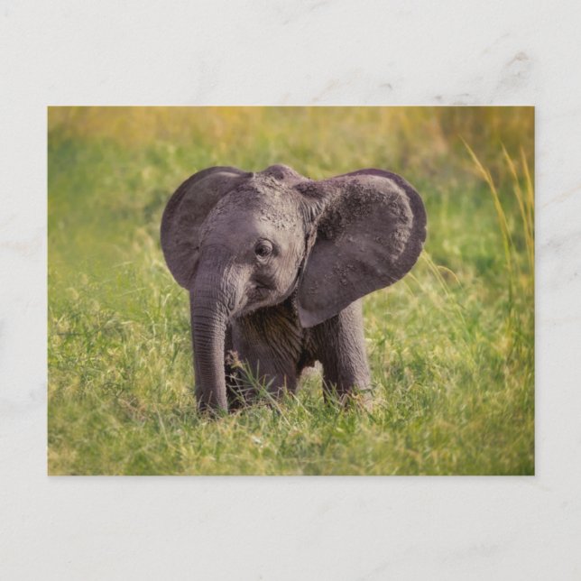 Cartão Postal Cutest Baby Animals | Baby Elephant Kenya Africa (Frente)