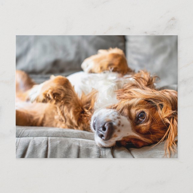 Cartão Postal Cutest Baby Animals | Cocker Spaniel (Frente)