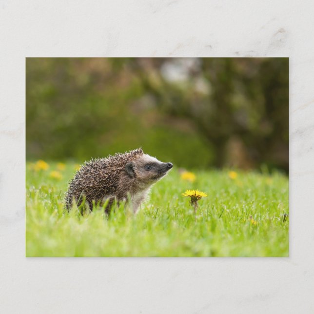 Cartão Postal Cutest Baby Animals | European Hedgehog (Frente)