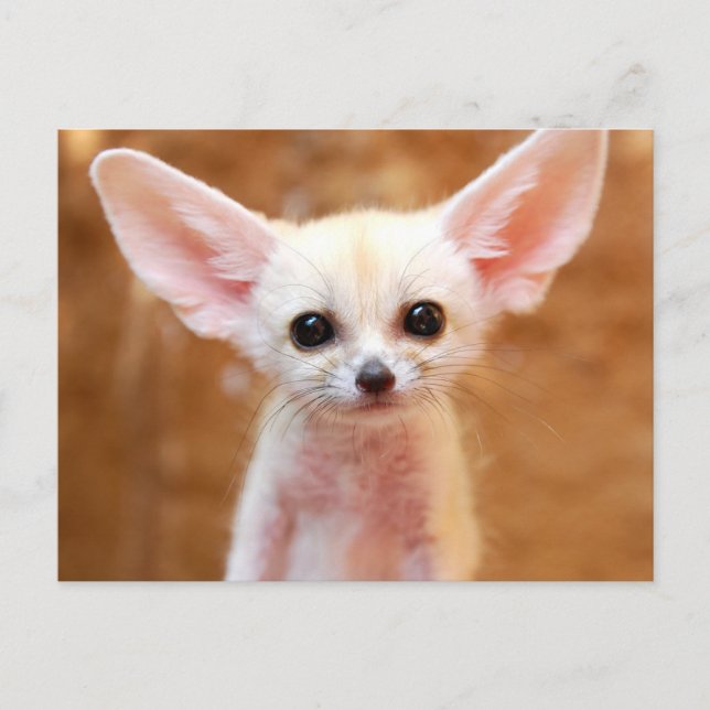 Cartão Postal Cutest Baby Animals | Fennec Fox (Frente)