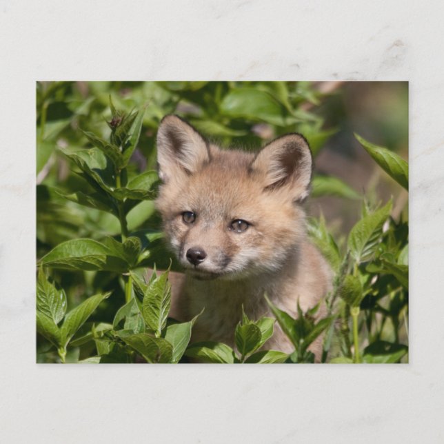 Cartão Postal Cutest Baby Animals | Fox Kit (Frente)