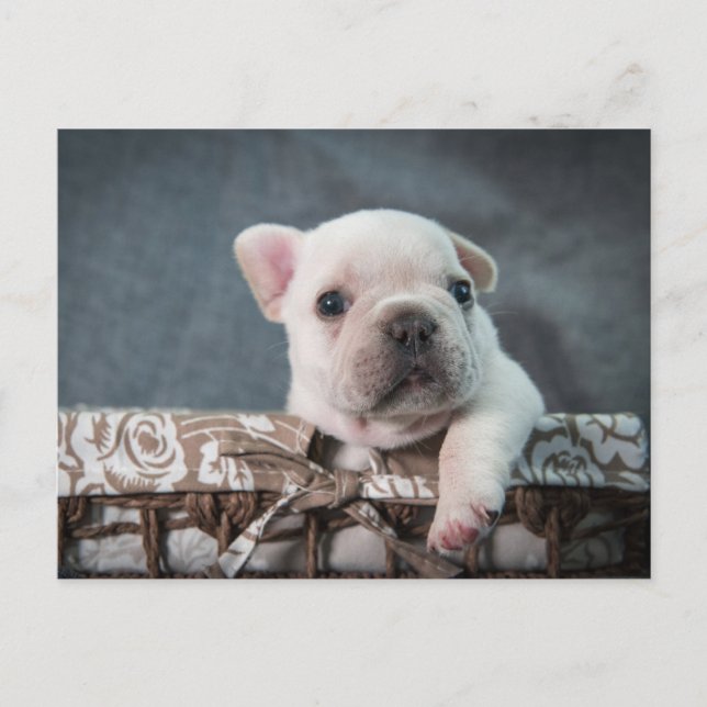 Cartão Postal Cutest Baby Animals | French Bulldog (Frente)