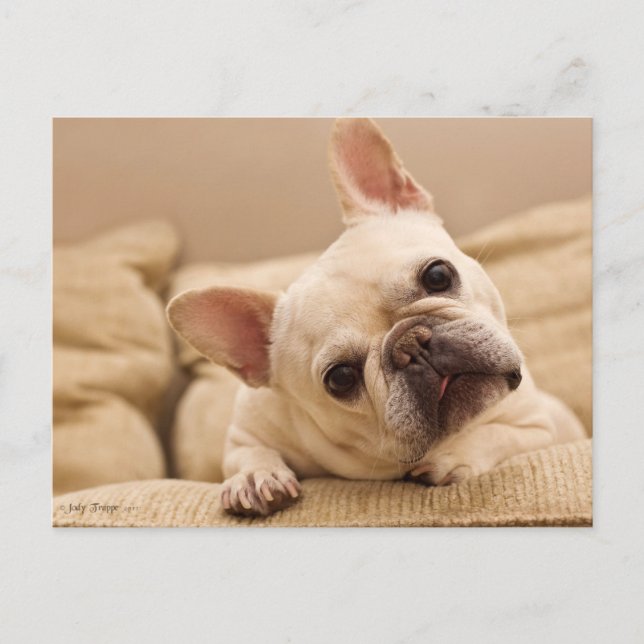 Cartão Postal Cutest Baby Animals | French Bulldog Head Tilt (Frente)