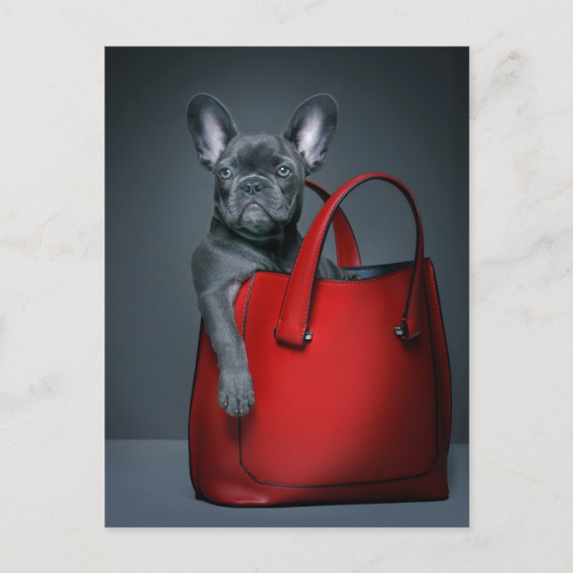 Cartão Postal Cutest Baby Animals | French Bulldog in Handbag (Frente)