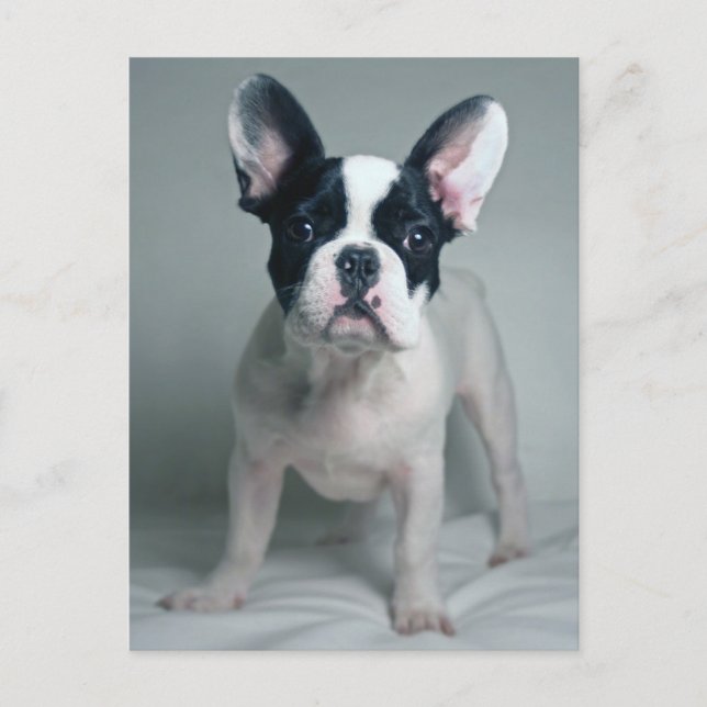 Cartão Postal Cutest Baby Animals | French Bulldog Puppy (Frente)