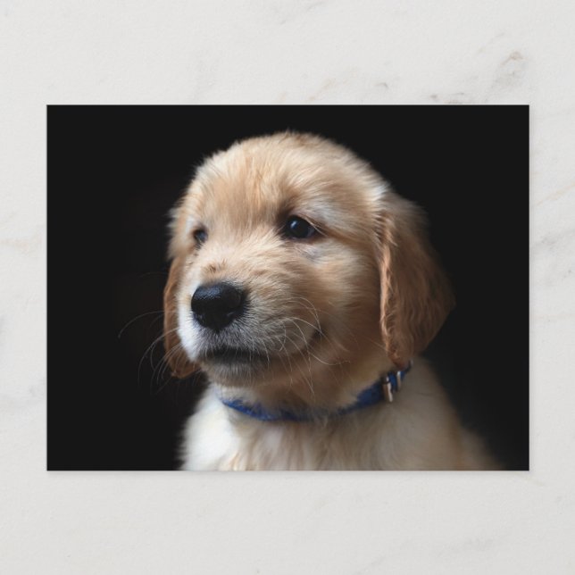 Cartão Postal Cutest Baby Animals | Golden Retriever Puppy (Frente)