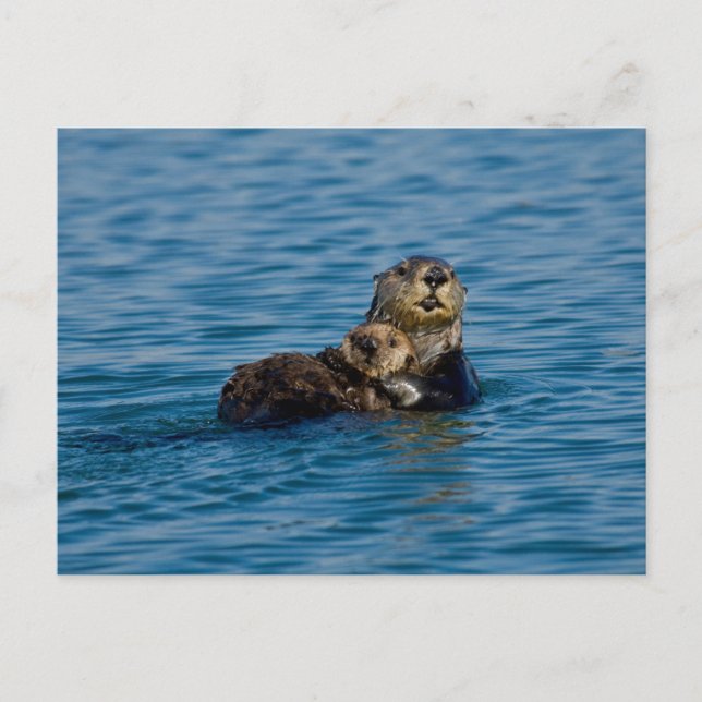 Cartão Postal Cutest Baby Animals | Mother & Baby Sea Otter (Frente)