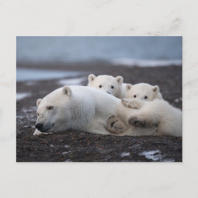 Cartão Postal Cutest Baby Animals | Polar Bear Family Alaska (Frente)