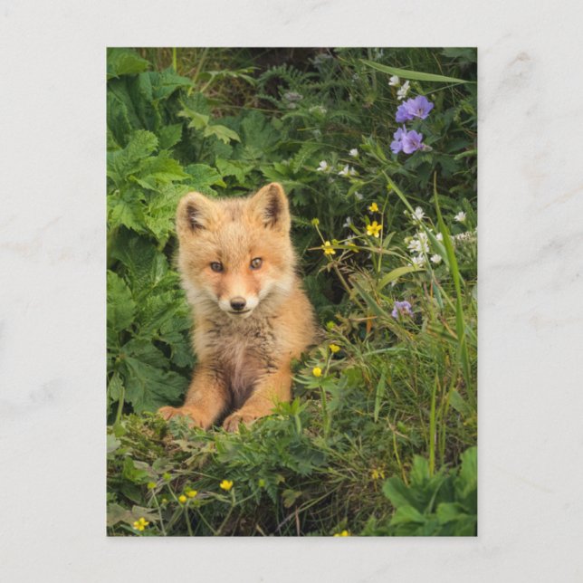 Cartão Postal Cutest Baby Animals | Red Fox at Umnak Alaska (Frente)