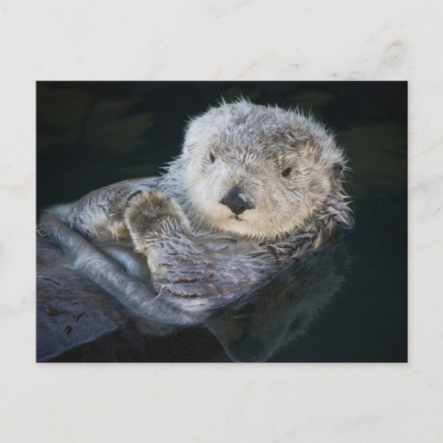 Cartão Postal Cutest Baby Animals | Sea Otter Floating (Frente)