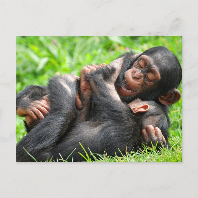 Cartão Postal Cutest Baby Animals | Two Young Chimpanzees (Frente)