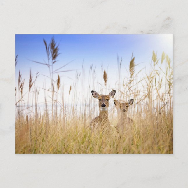 Cartão Postal Cutest Baby Animals | Two Young White Tailed Deer (Frente)