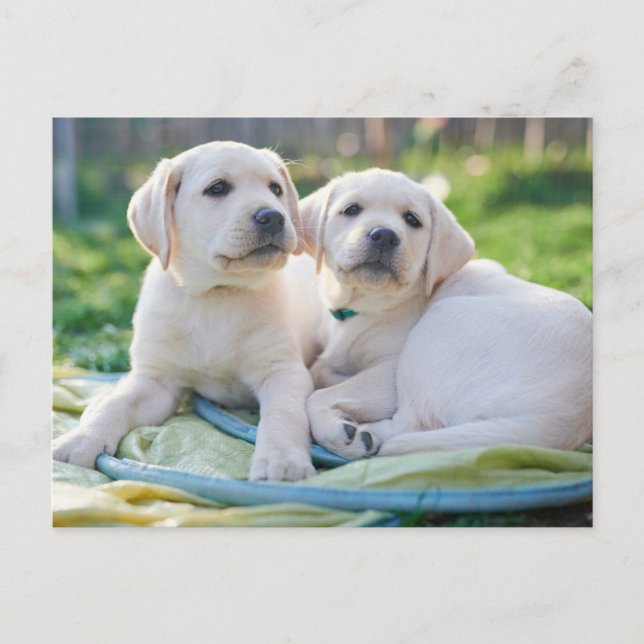 Cartão Postal Cutest Baby Animals | Yellow Labrador Retrievers (Frente)