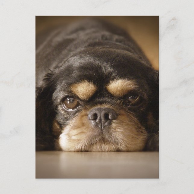 Cartão Postal Cutie Cav! (Frente)