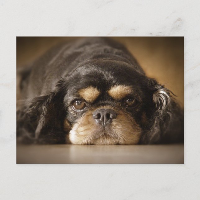 Cartão Postal Cutie Cav! (Frente)