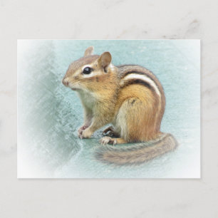 Cartão Postal Cutie distribuído - Chipmunk