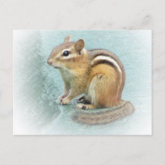 Cartão Postal Cutie distribuído - Chipmunk