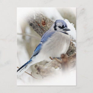 Cartão Postal Cyanocitta cristata, Jay azul