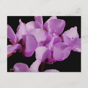 Cartão Postal Cyclamen Coum