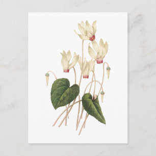 Cartão Postal cyclamen (sp do Cyclamen.) por Redouté