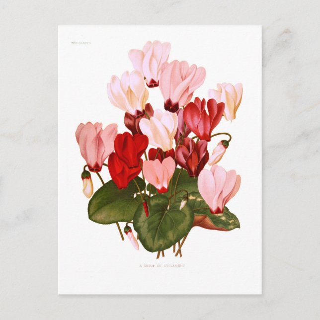 Cartão Postal Cyclamens (Frente)