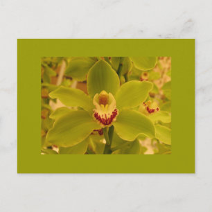 Cartão Postal Cymbidium Verde Orquídeo