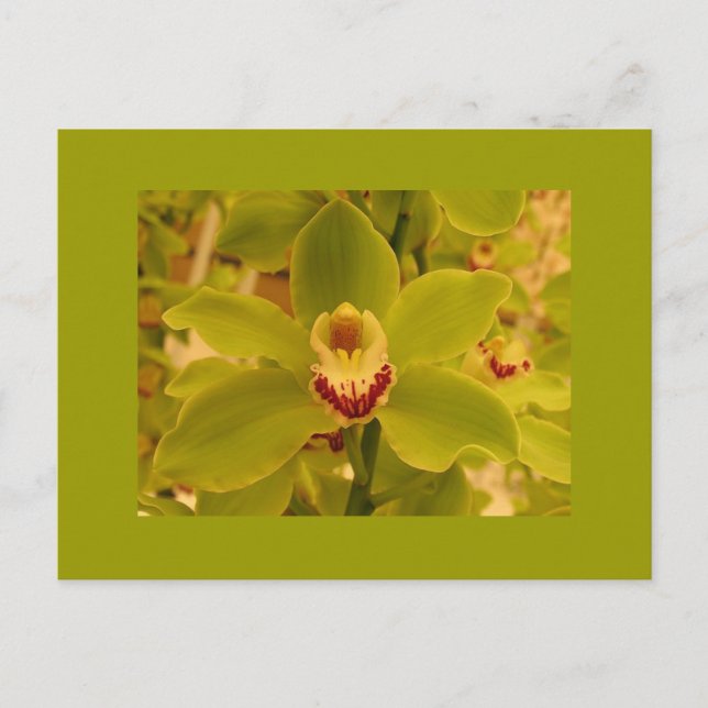 Cartão Postal Cymbidium Verde Orquídeo (Frente)