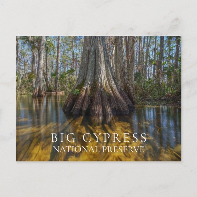 Cartão Postal Cypress Cálida na Grande Reserva Nacional de Cypre (Frente)