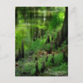 Cartão Postal Cypress e Pond carecas:Cartão postal