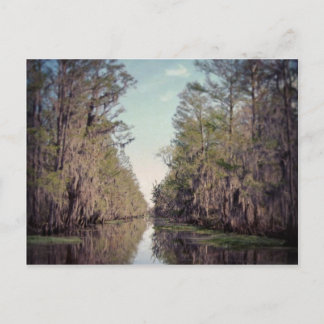 Cartão Postal Cypress Swamp : Louisiana