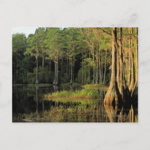 Cartão Postal Cypress tree na região do lago Bradford,