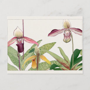 Cartão Postal Cypripedium de Tanigami Konan