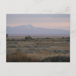 Cartão Postal D10 Whitetail faz Colinas doces e grossas