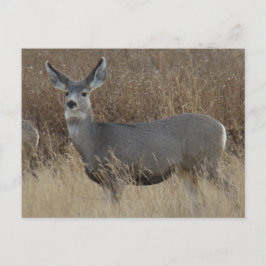 Cartão Postal D14 Mule Deer Doe