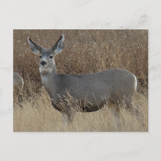 Cartão Postal D14 Mule Deer Doe (Frente)