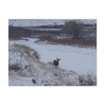D16 Mule Deer Doe em River Valley