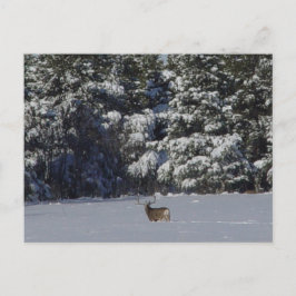 Cartão Postal D17 Mule Deer Buck e Snowy Pines